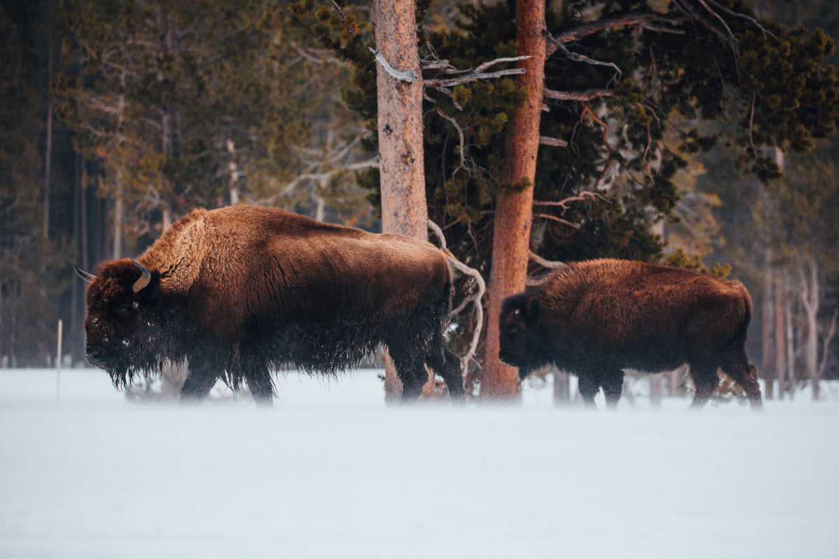 Is Buffalo Jerky Healthy?