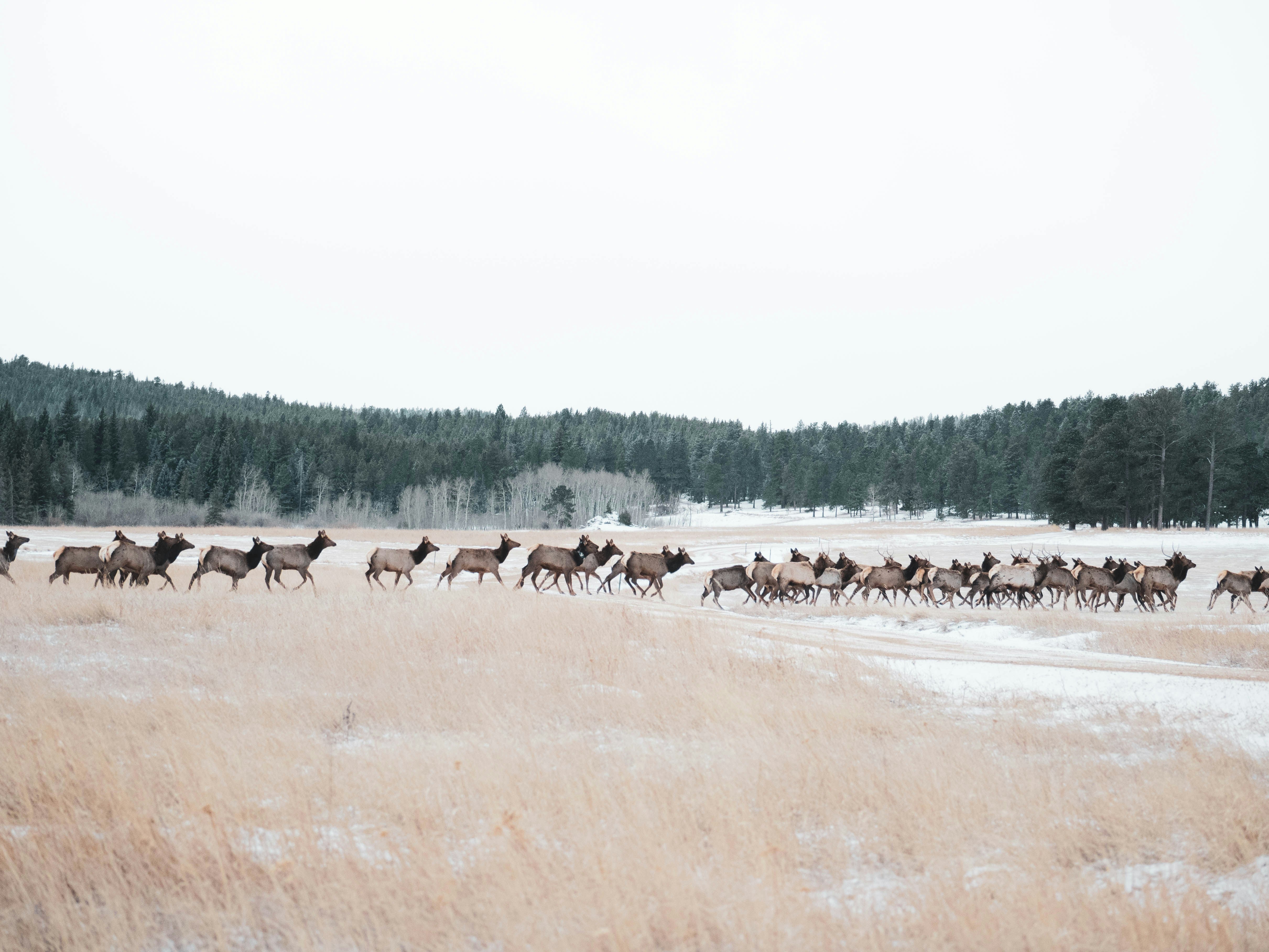 Is Elk Jerky Good For You? Mahogany Smoked Meats