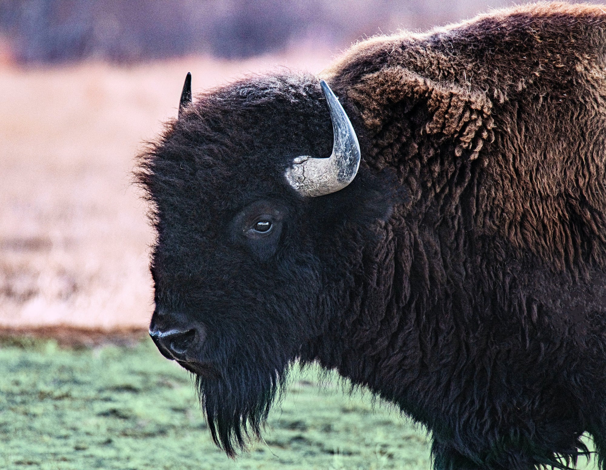 Where Can I Find Buffalo Jerky? Introducing Your Trusted Source for Bison Jerky