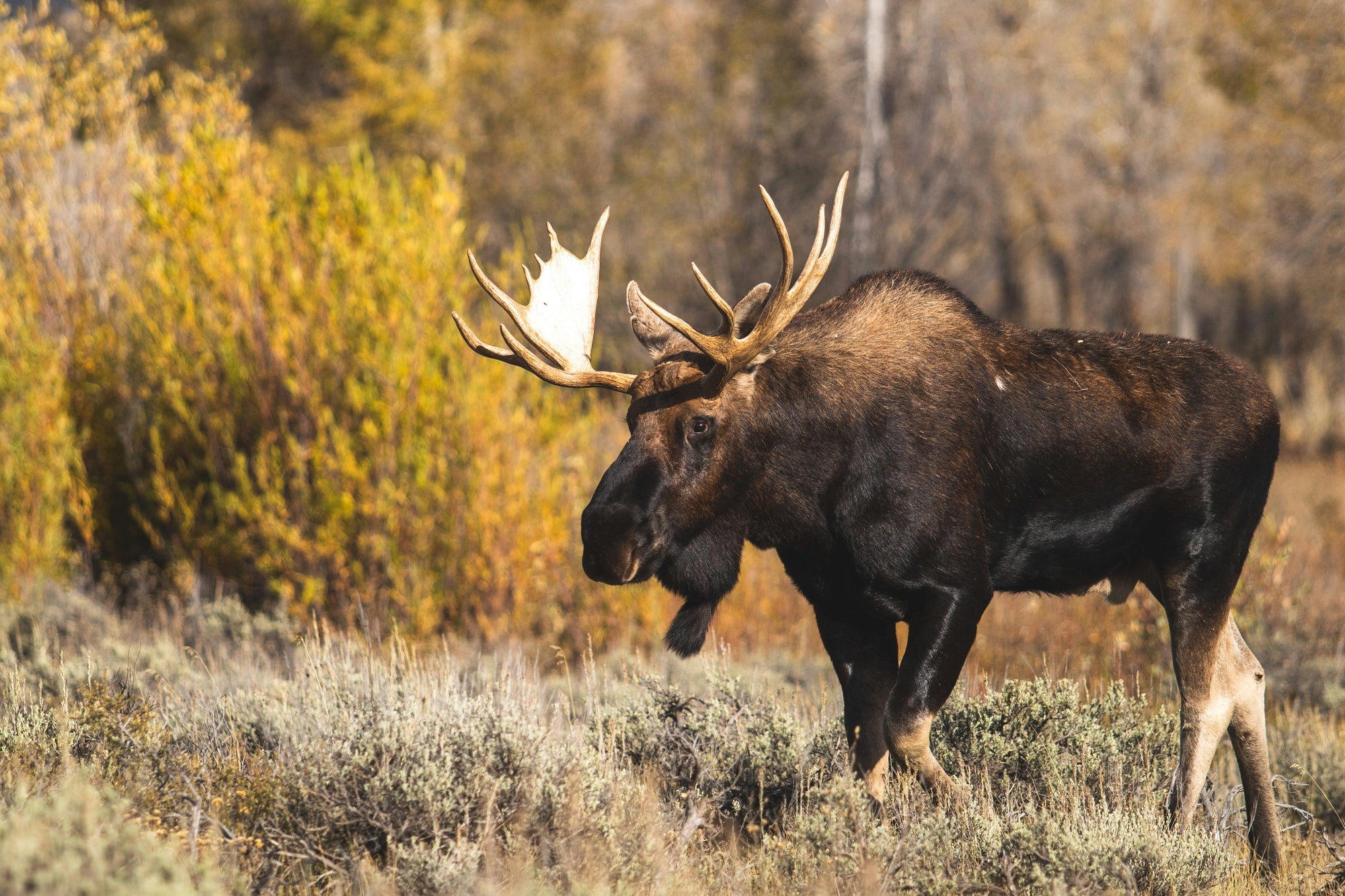 Moose vs Elk Jerky
